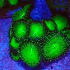 Protopalythoa green black 5-9 polipi