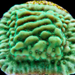 Montipora palawanensis neon green