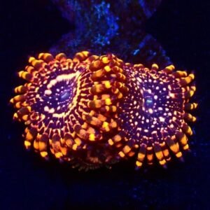 Zoanthus utter chaos - grado A+ - 2 polipi
