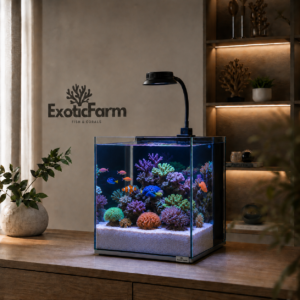 Cubic reef
