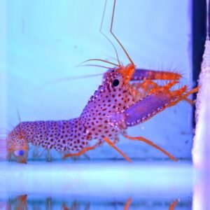 Enoplometopus daumi
