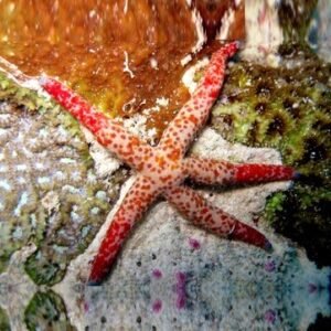 Linckia multifora