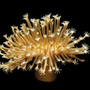 Sarcophyton long polyp - piccolo