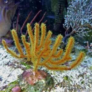 Gorgonia manella - frag