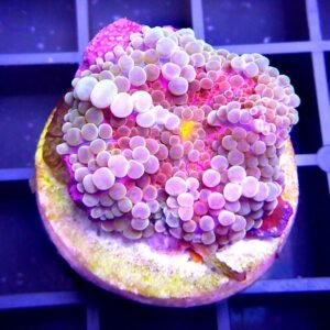 Ricordea florida - GRADE A+