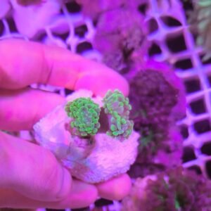 Euphyllia parancora green - 3 calici