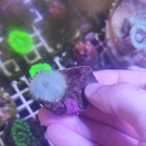 Rhodactis green ivory