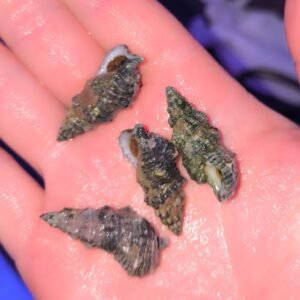 Cerithium vulgatum