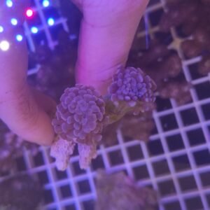 Euphyllia parancora purple 2 calici