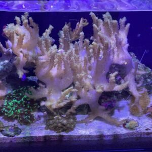 Sinularia solitary polyps - taglia piccola