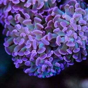 Euphyllia parancora purple