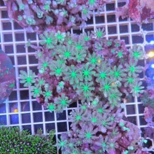 Anthelia papaya tricolor - colonia madre