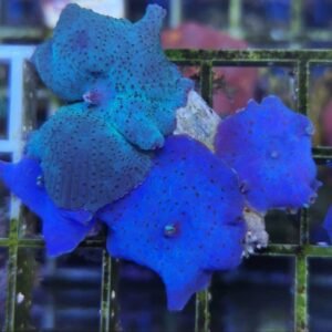 Discosoma blu