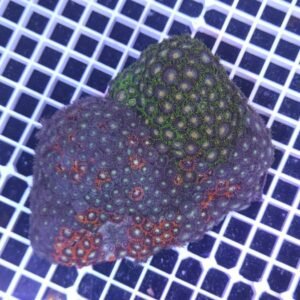 Zoanthus mix fantasy - COLONIA MADRE 18-25 cm, grado A