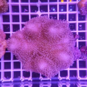 Sarcophyton large