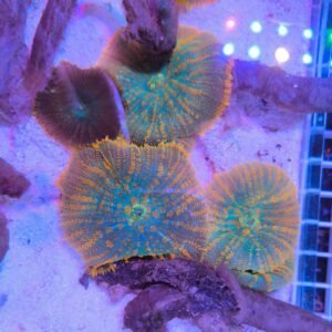 Rhodactis reverse sunrise
