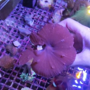 Sinularia dura pink - taglia grande