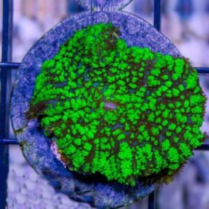 Rhodactis green neon moss