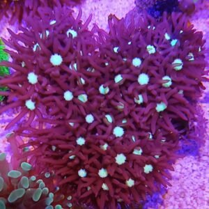 Clavularia viola - frag small
