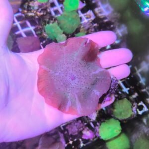 Discosoma brick spotted XXL WISIWIG