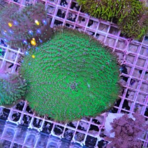Amplexidiscus fenestrafer green orange - XXL 20 cm