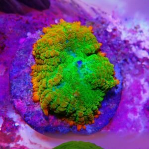Rhodactis green sun