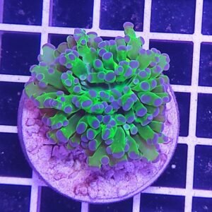 Euphyllia paradivisa - Green Purple Tips