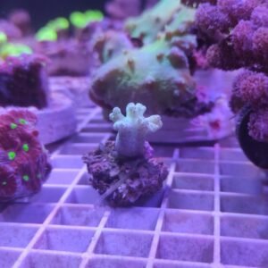 Sinularia green fluo - piccolo frag su basetta
