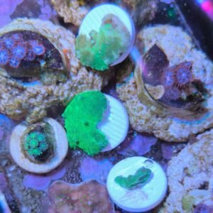 Sinularia dura green ULTRA FLUO - piccola - (AUSTRALIA)
