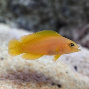 Pseudochromis fuscus