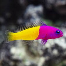 Pseudochromis paccagnellae - (DI SERRA)