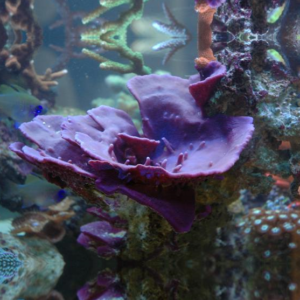 Spugna marina - Collospongia auris