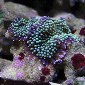 Rhodactis black star