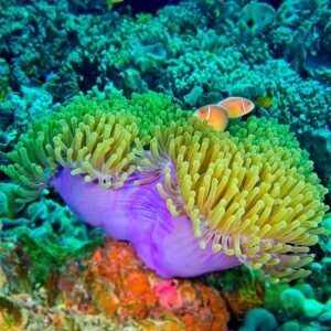 Heteractis magnifica green