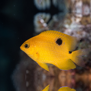 Stegastes planifrons