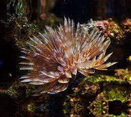 Sabellastarte indica