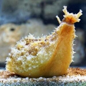 Dolabella auricularia (taglia mini)