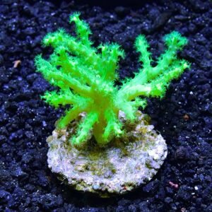 Sinularia green fluo, media