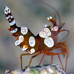 Thor amboinensis - sexy shrimp (offerta con ordine minimo 2)