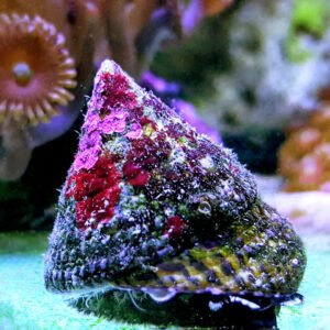 Trochus histrio - Banded Trochus Snail