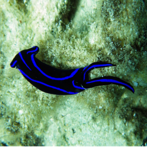 Chelidonura varians