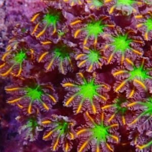 Anthelia papaya orange, taglia piccola