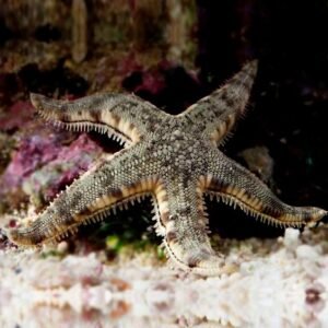 Archaster typicus