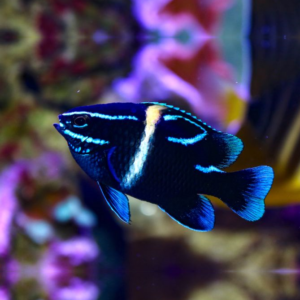 Neoglyphidodon oxyodon