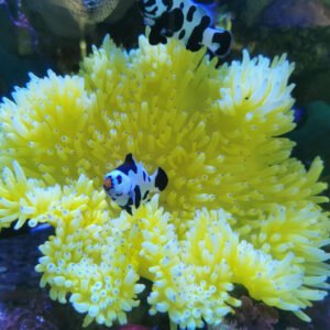 Heteractis crispa blue tip (Anemone)