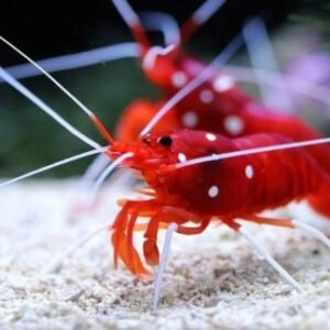 Crostacei, molluschi ed altri invertebrati