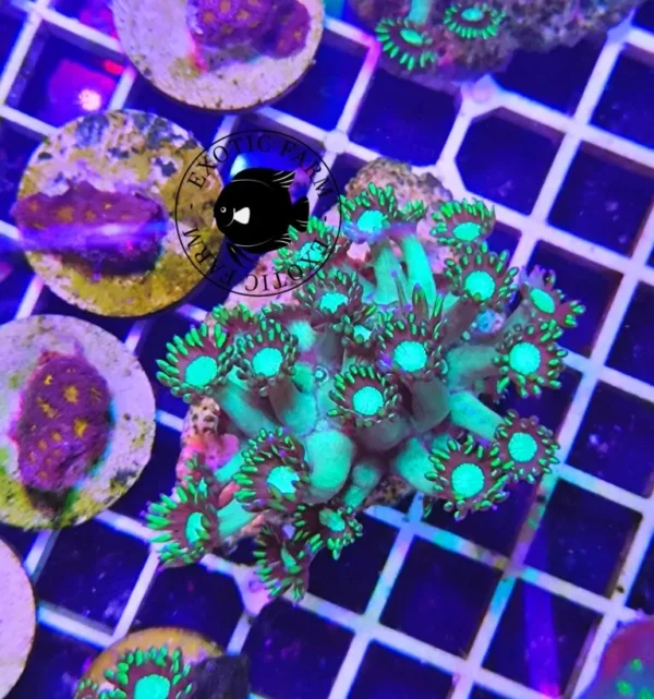 Scopri la Goniopora Green Ballast, corallo LPS dal delicato verde pastello e polipi compatti. Ideale per arricchire l'acquario marino con eleganza.