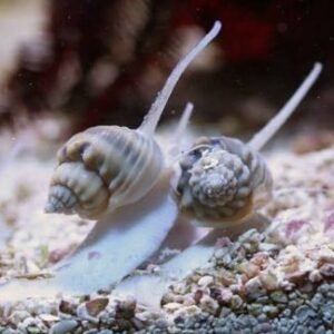 Nassarius vibex
