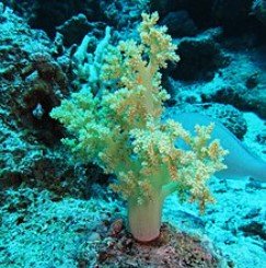 Litophyton arboreum green - taglia media
