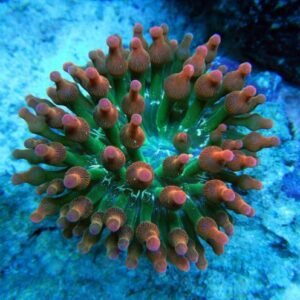 Entacmaea quadricolor  red-green - (piccola)